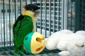 Baby Black Headed Caique at Golden Cockatoo