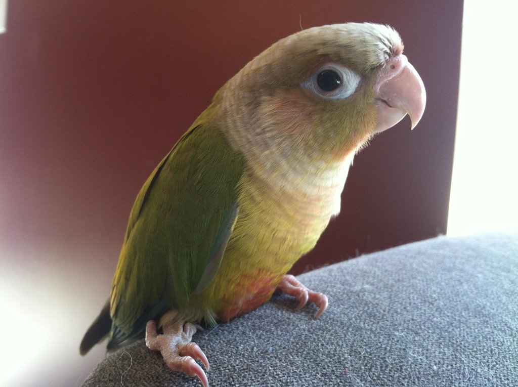 Green Cheek Conures Golden Cockatoo Blog,How Much Do Horses Cost