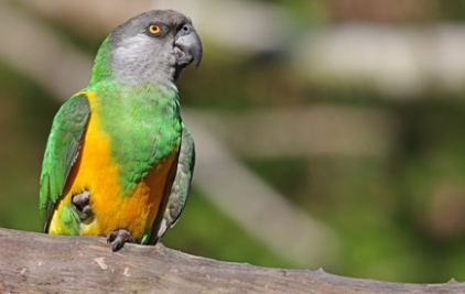 Close-up view of a Senegal Parrot (Poicephalus senegalus)